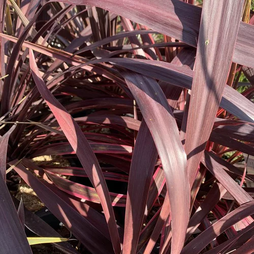 Idée pratique:Cordyline Australis Purple Tower marron. Le pot de 2 litres