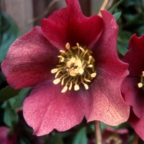 À découvrir pour le jardin：Hellébore ou Rose de Noël à fleurs rouges - Le pot de 3 litres