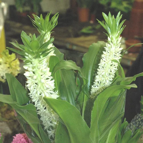 Pour votre quotidien：Eucomis Autumnalis - Le pot de 3 litres
