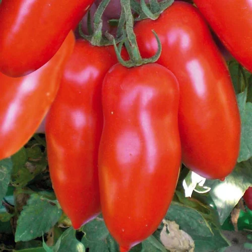 Sélection pour le jardin：Tomate Allongée San Marzano Bio. La barquette de 3 plants