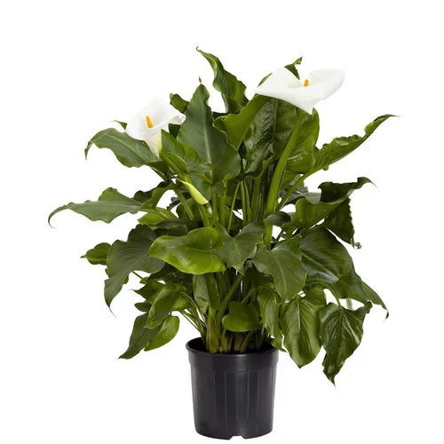Le choix pour le jardin:Arum à grandes fleurs coloris blanc. Le pot de 3 litres