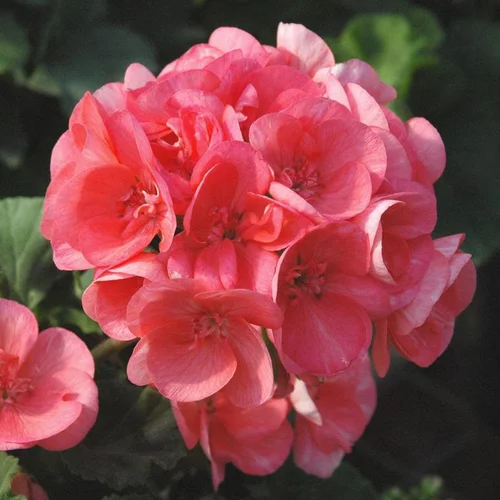 Espace vert confort：Géranium Zonal à fleurs multicolores - Le pot de 2,5 litres