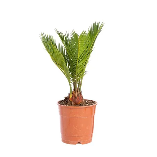 Tendance jardin:Cycas Revoluta pot Ø14xH40 cm