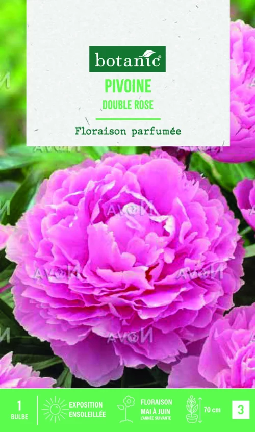 Au service de vos extérieurs：Bulbe de fleurs Pivoine Lactiflora double rose botanic® – 1 bulbe