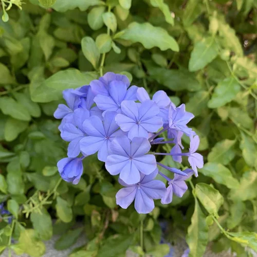 Pour votre espace:Plumbago. Le pot de 15 litres