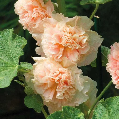 Jardin malin:Rose Trémière Saumon - Le pot de 9 x 9 cm