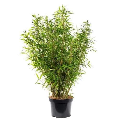 Qualité au jardin：Bambou Fargesia Angustissima. Le pot de 24 litres