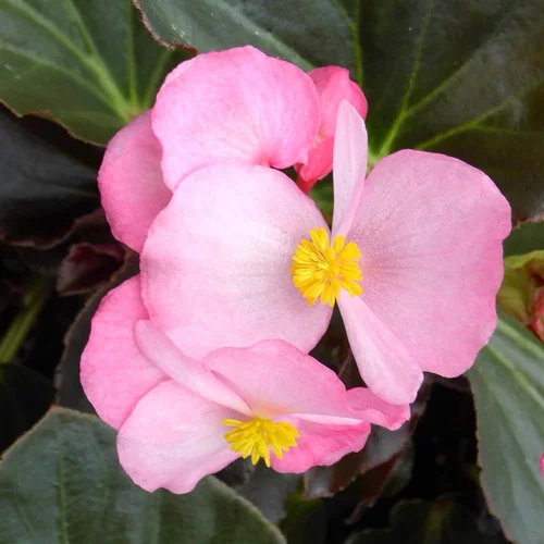 Un indispensable au jardin：Begonia Big Feuilles Bronzes Fleurs Roses. Le pot de 1 litre