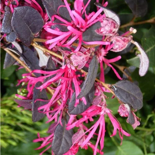 Déco pour le jardin:Loropetalum Chinense Fire Dance Touffe rose en pot de 7,5 L