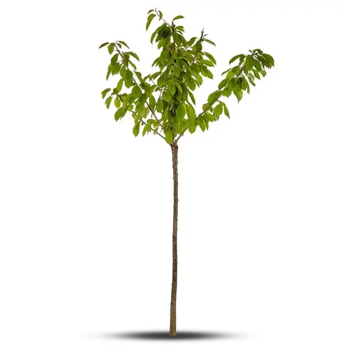 Bien pratique au jardin：Cerisier Big. Géant D'Hedelfingen. Le pot de 15 litres forme 1/2 tige