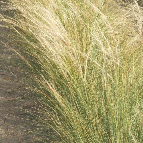Pour un extérieur bien organisé:Stipa - Le pot de 4 litres