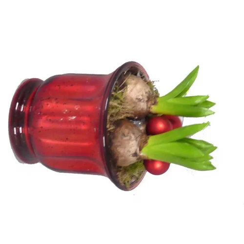 Jardin & extérieur：Jacinthe x2 verrerie rouge - La composition