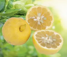 Style extérieur：Lime Pursha coloris orange - 2,5 L
