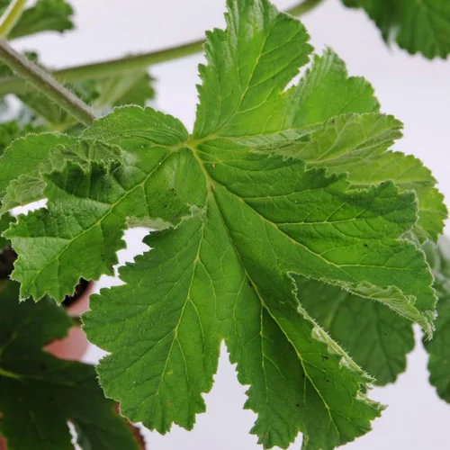 Maison & jardin：Géranium odorant au feuillage vert - Le pot Ø 13 cm