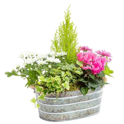Tendance extérieur：Composition de Noël d'extérieur - Jardinière 30 cm