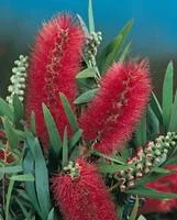 Bien pensé extérieur：Rince bouteille ou Callistemon Laevis. Le pot de 4 litres, forme 1/4 tige