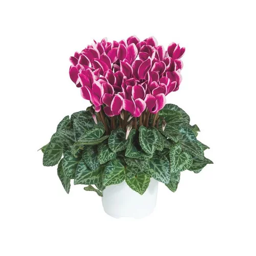 Pour votre confort en extérieur：Mini cyclamen fantasia® - Le pot de diamètre 10,5 cm
