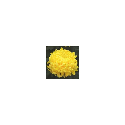 Extérieur qualité：Chrysanthème grosses fleurs - Le pot de 3 litres