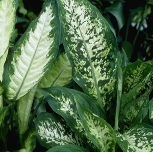 Tendance extérieur：Dieffenbachia sublime. Le pot de Ø 17 x H 60 cm
