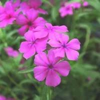 Nature facile:Phlox de Drummond - Le pot de 1 litre