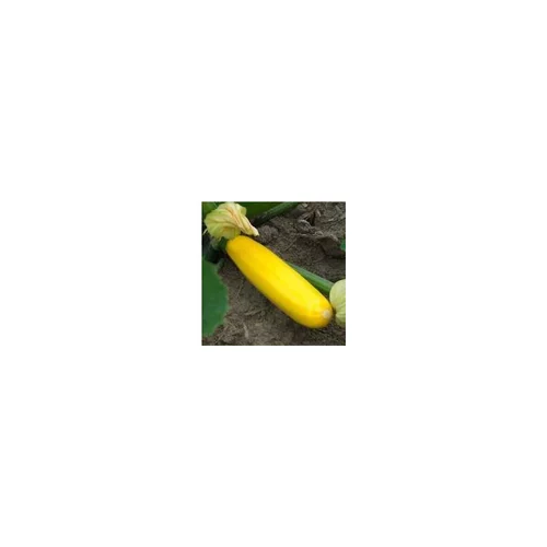 Vie au jardin：Courgette Jaune Bio. Le pot de 10,5 cm