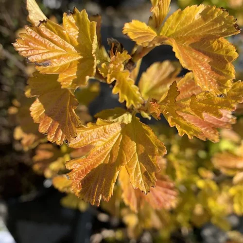 Conçu pour vos extérieurs:Physocarpus Opulifolius Amber Jubilee 40/50. Le pot de 5 litres