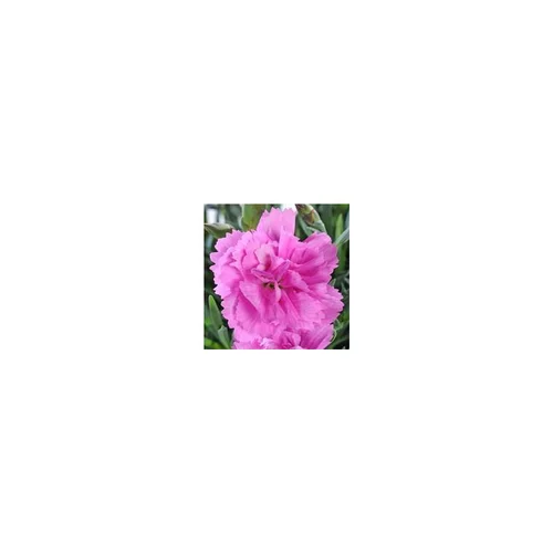 Jardin choix：Œillet vivace - Le pot de 1 litre