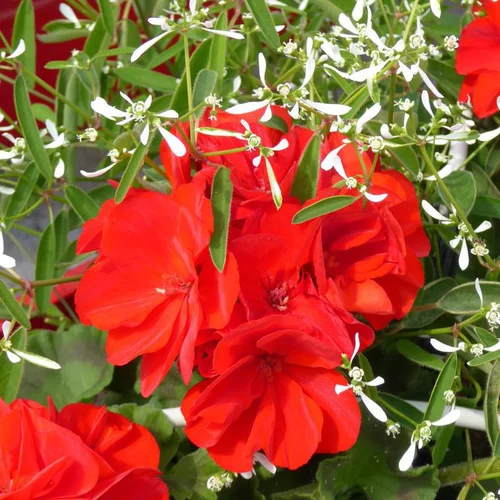 À découvrir pour l’extérieur：Composition de Géranium Calliope et Euphorbe à fleurs multicolores - Le pot de 6 litres