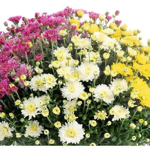 Essentiel extérieur：Chrysanthème multifleurs en mélange à fleurs multicolores - La coupe Ø 27 cm