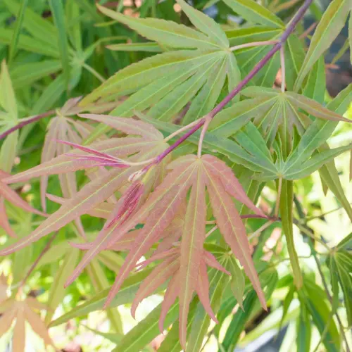 Pour votre espace:Erable du Japon (ACER PALMATUM SCOLOPENDRIFOLIUM ) Le pot de 3 litres