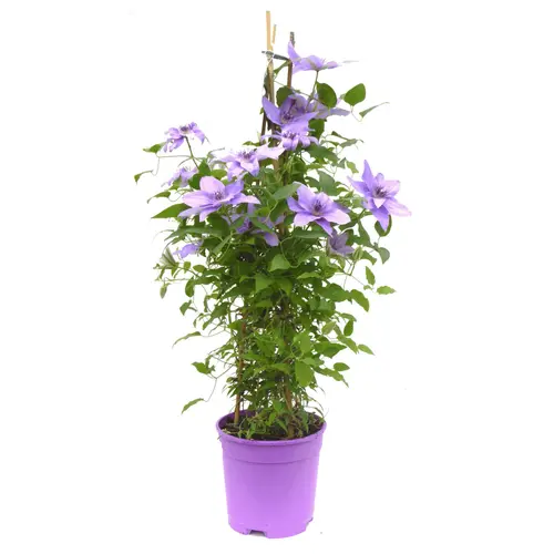 Pour compléter vos extérieurs：Clématite pour pots - Le pot de 2 litres