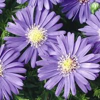 Espace vert essentiel:Aster vivace - Le pot de 5 litres