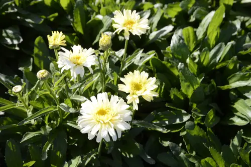 Jardin & idées：Marguerite d'été ‘Real Charmer’ - Le pot de 2 litres