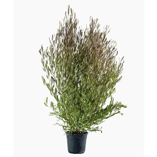 Pour vos envies de jardin:Dodonea Viscosa Purpurea (Dodonea pourpre) en pot de 30 L rouge