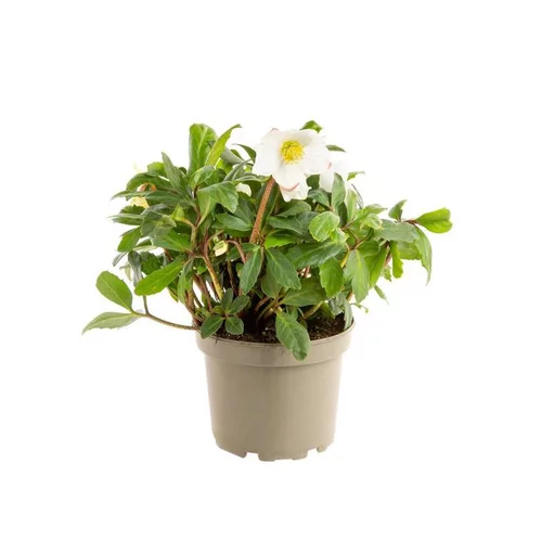 Mieux dehors:Hellébore (ou Rose de Noël) blancHE HGC® JERRY - Le pot de 1,5 litres