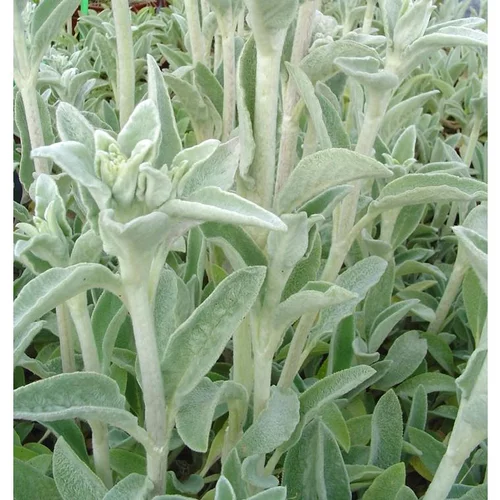 Jardin à aménager：Stachys - Le pot de 2 litres