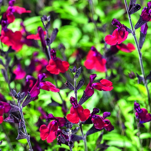 Jardin nature:Sauge vivace Bordeaux botanic®. Le pot de 3 litres