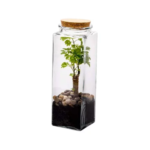 Une idée pour votre jardin：Terrarium quitto Bulle de Nature taille L Ø 10 x h 30 cm