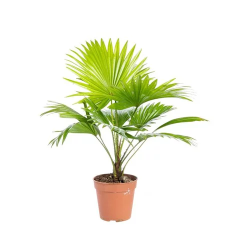 Nature pratique:Livistona Rotundifolia pot Ø14xH40 cm