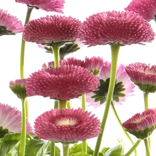 Pour mieux organiser votre jardin：Pâquerette - Le pot de 1 litre