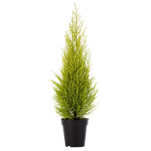 Plaisir dehors:Cupressus Gold Crest - Le pot de 10,5 cm