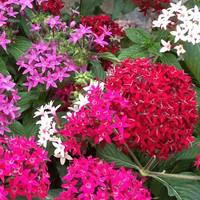 Espace vert essentiel：Pentas - Le pot de 3 litres