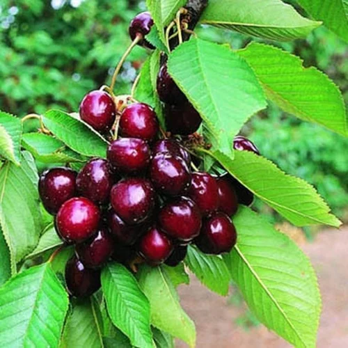 Le choix pour l’extérieur：Cerisier Big. Moreau. Le pot de 10 litres forme gobelet