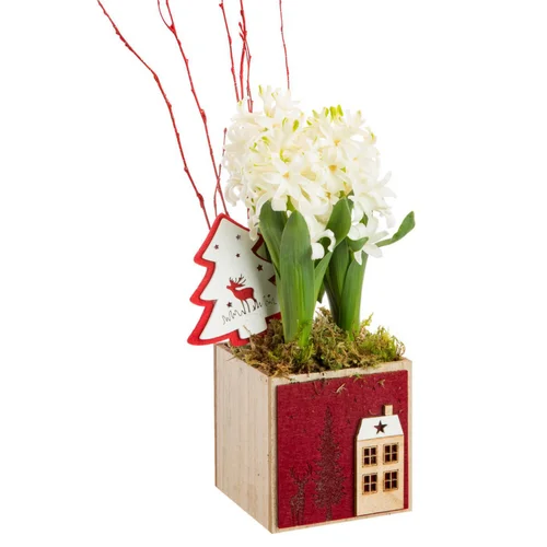 Une touche pratique au jardin：Jacinthe en pot feutrine rouge
