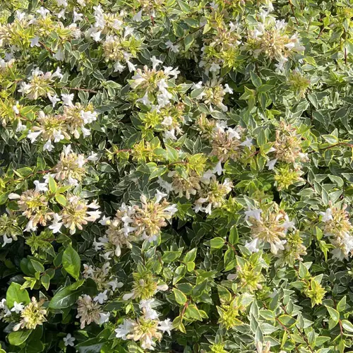 Jardin en douceur:Abelia grandiflora Jelly Beans coloris vert – 3,5 L