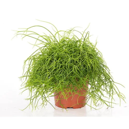 Votre jardin：Rhipsalis cassutha 25 cm. Le pot de 15 cm
