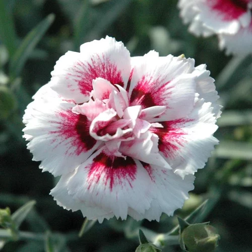 Jardin passion：Oeillet Telnelken - La jardinière de 25cm