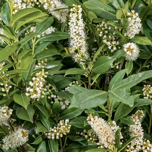 Confort nature：Laurier-palme ‘Caucasica’ vert. Le pot de 7L - H - 100-120 cm