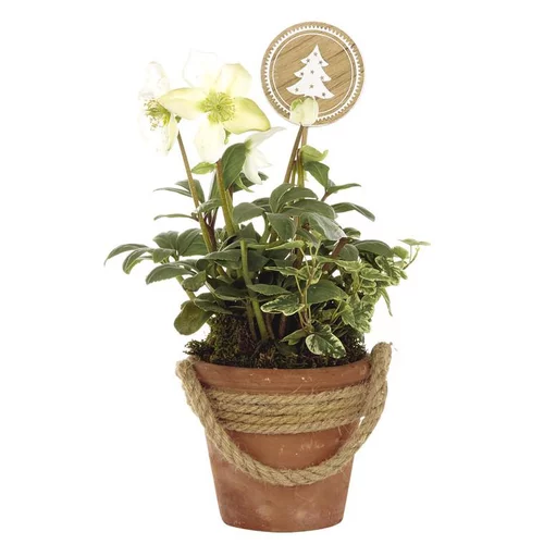 La solution pour votre jardin：Hellébore (ou Rose de Noël) HEDERA - Le pot déco en terre avec corde