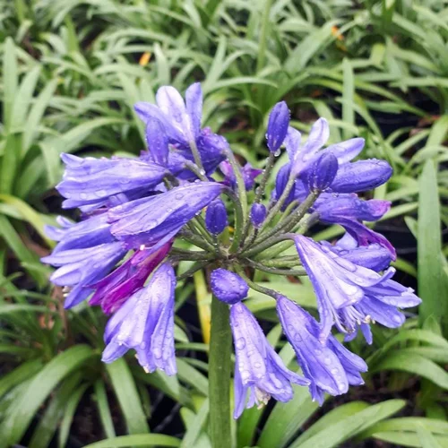Univers végétal：Agapanthus Gamme Collection XL en pot de 10 L bleu